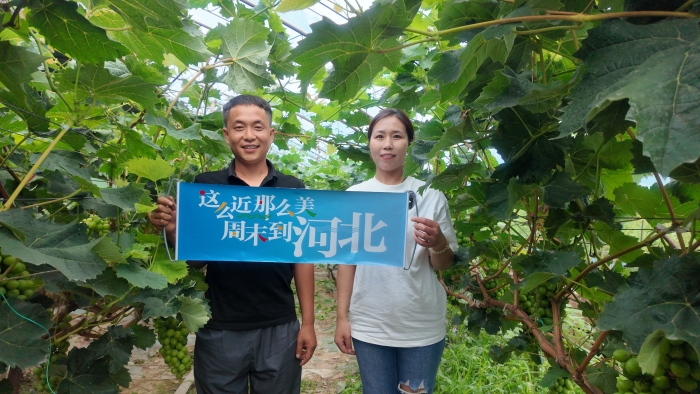 采摘葡萄1 采摘葡萄1