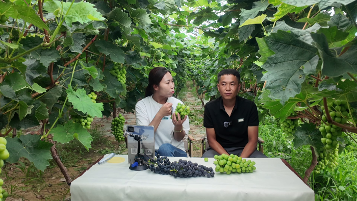 采摘葡萄2 采摘葡萄2